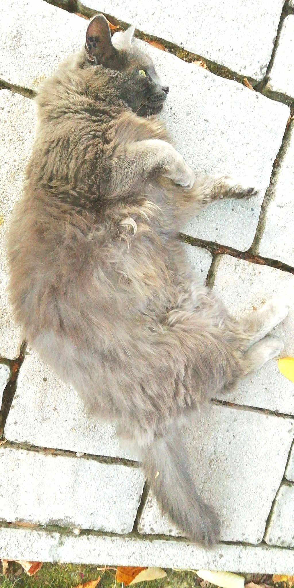 Léon