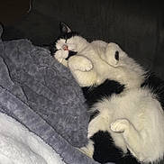 Sushi a rejoint le concours — aidez-le/la à gagner de superbes lots ! black, carnivoran, cat, cat_like_mammal, fur, kitten, mammal, nap, paw, small_to_medium_sized_cats, tail, whiskers, white