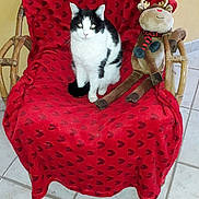 Roupie participe au concours pour gagner de l'argent avec cette photo : carnivoran, cat, cat_like_mammal, chair, couch, flooring, furniture, kitten, red, small_to_medium_sized_cats, table, textile, whiskers