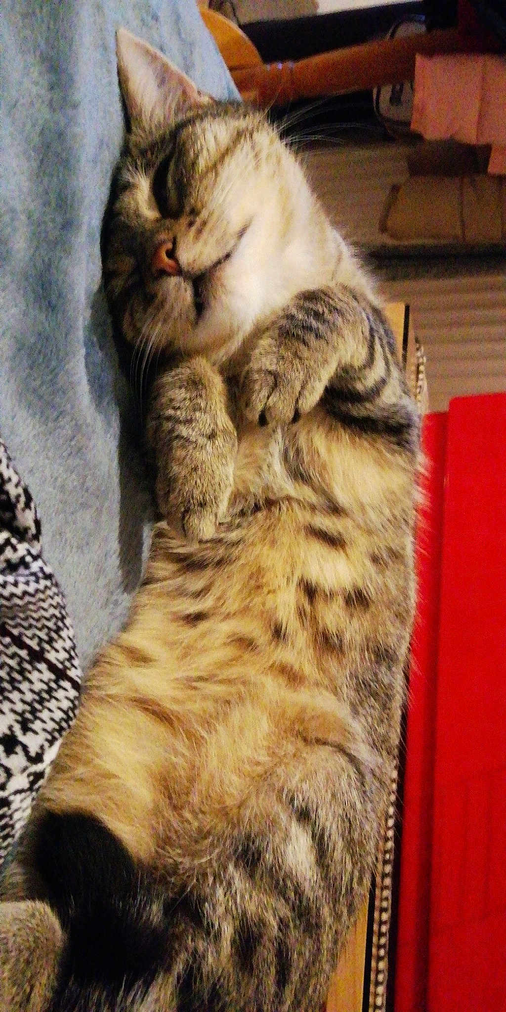 Mimi