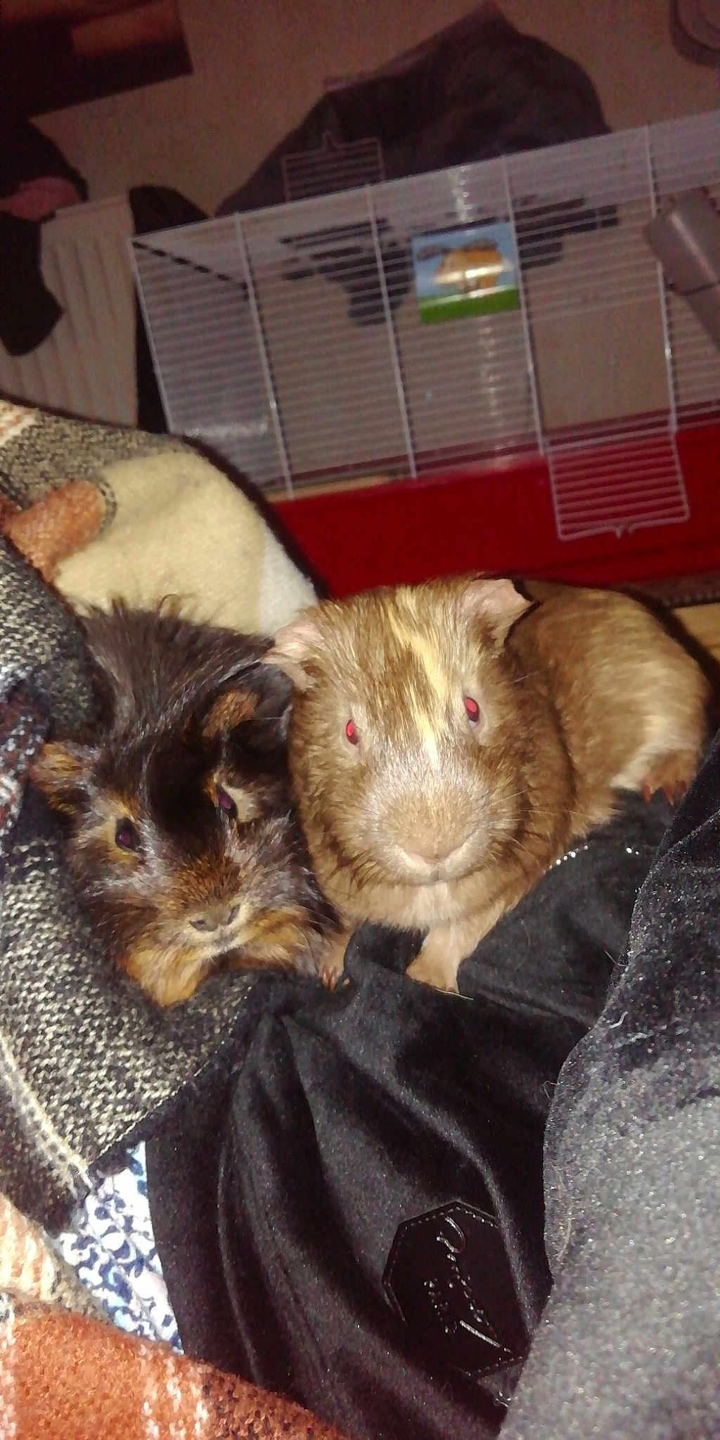 Ratatouille