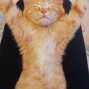 Napoléon participe au concours pour gagner de l'argent avec cette photo : carnivoran, cat, cat_like_mammal, domestic_short_haired_cat, fur, kitten, maine_coon, paw, small_to_medium_sized_cats, snout, whiskers