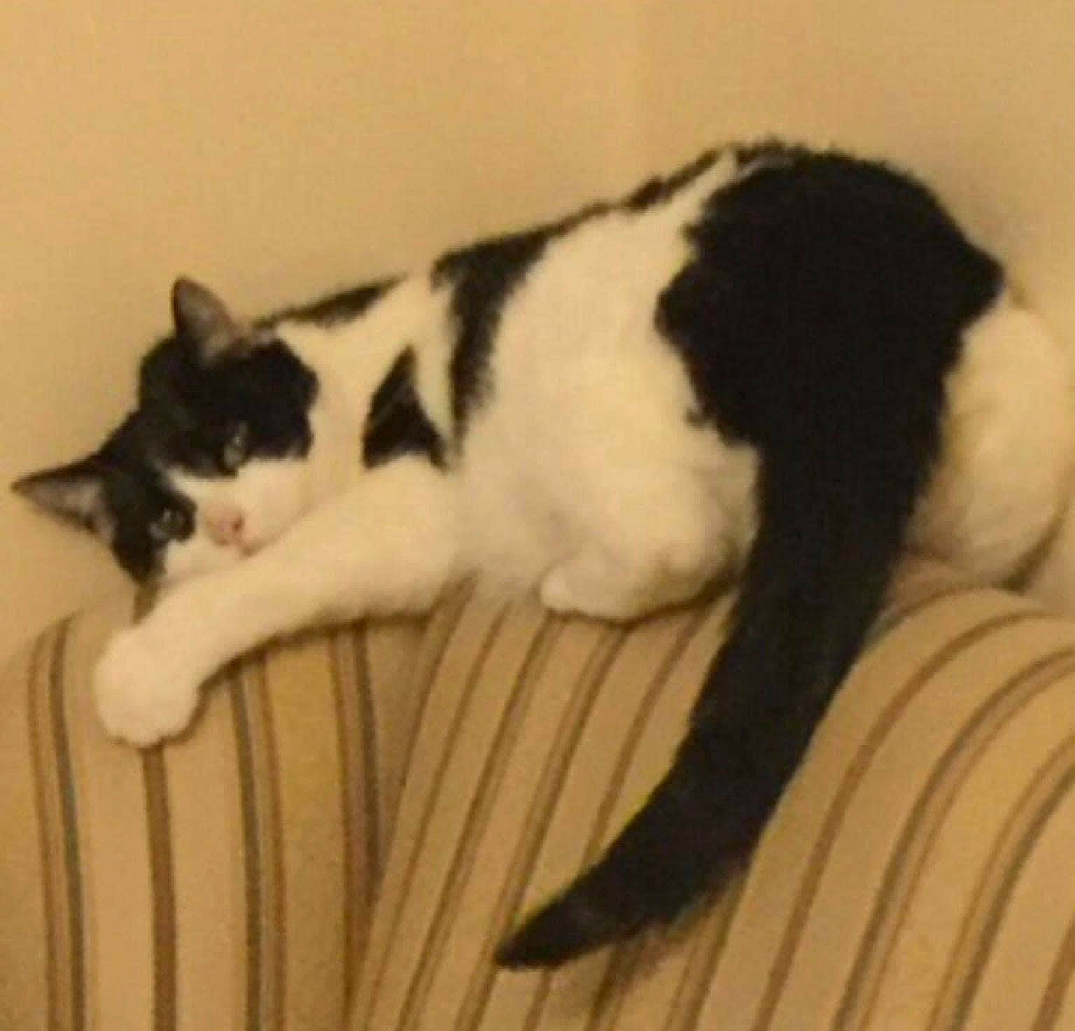 Miss Ellie is registered to the contest to win money with this photo: black_cat, canidae, carnivore, cat, comfort, dog_breed, domestic_short_haired_cat, eye, felidae, fur, hardwood, linens, nap, paw, room, small_to_medium_sized_cats, snout, tail, whiskers, wood