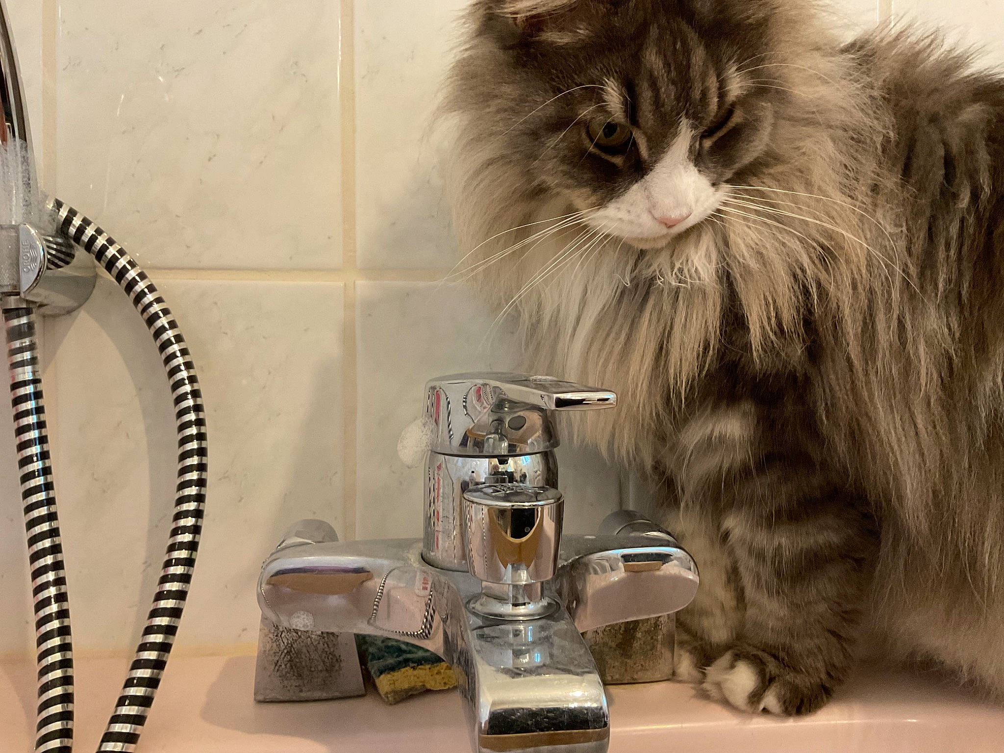 Shalow participe au concours pour gagner de l'argent avec cette photo : barware, carnivore, cat, coffeemaker, drinking, drinkware, felidae, food_processor, fur, home_appliance, kitchen_appliance, liquid, machine, mixer, photograph, serveware, small_appliance, small_to_medium_sized_cats, snapshot, whiskers