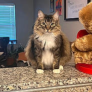 Kissandra Nicole joined the competition — help win amazing prizes! cat, fluffy, granite_countertop, teddy_bear, indoor, window, blinds, framed_artwork, furniture, pet, animal, whiskers, paws, sitting, brown_fur, white_fur, domestic_cat, close_up, portrait, living_room