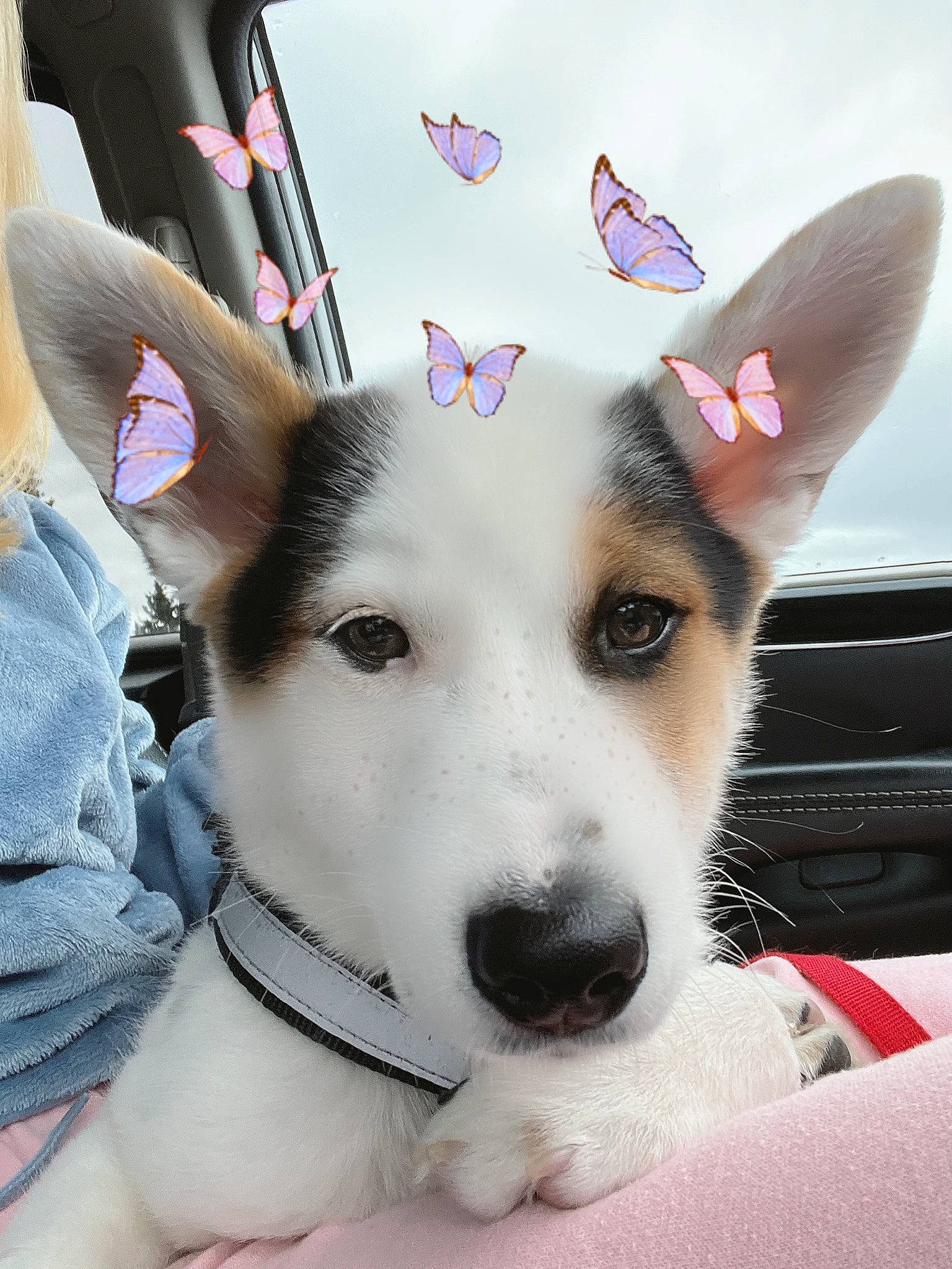 Cassie is registered to the contest to win money with this photo: butterfly, canidae, carnivore, chair, collar, companion_dog, dog, dog_breed, dog_collar, ear, fawn, fur, herding_dog, party_hat, selfie, snout, sporting_group, tire, wheel, whiskers