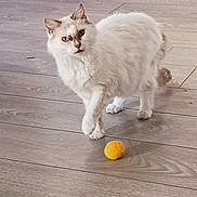 Kitty a rejoint le concours — aidez-le/la à gagner de superbes lots ! cat, white_cat, brown_markings, wooden_floor, yellow_ball, pet_bed, indoor, curious, feline, flooring, animal, domestic, standing, looking, fur, whiskers, ears, eyes, pet, home