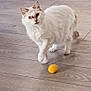 cat, white_cat, brown_markings, wooden_floor, yellow_ball, pet_bed, indoor, curious, feline, flooring, animal, domestic, standing, looking, fur, whiskers, ears, eyes, pet, home