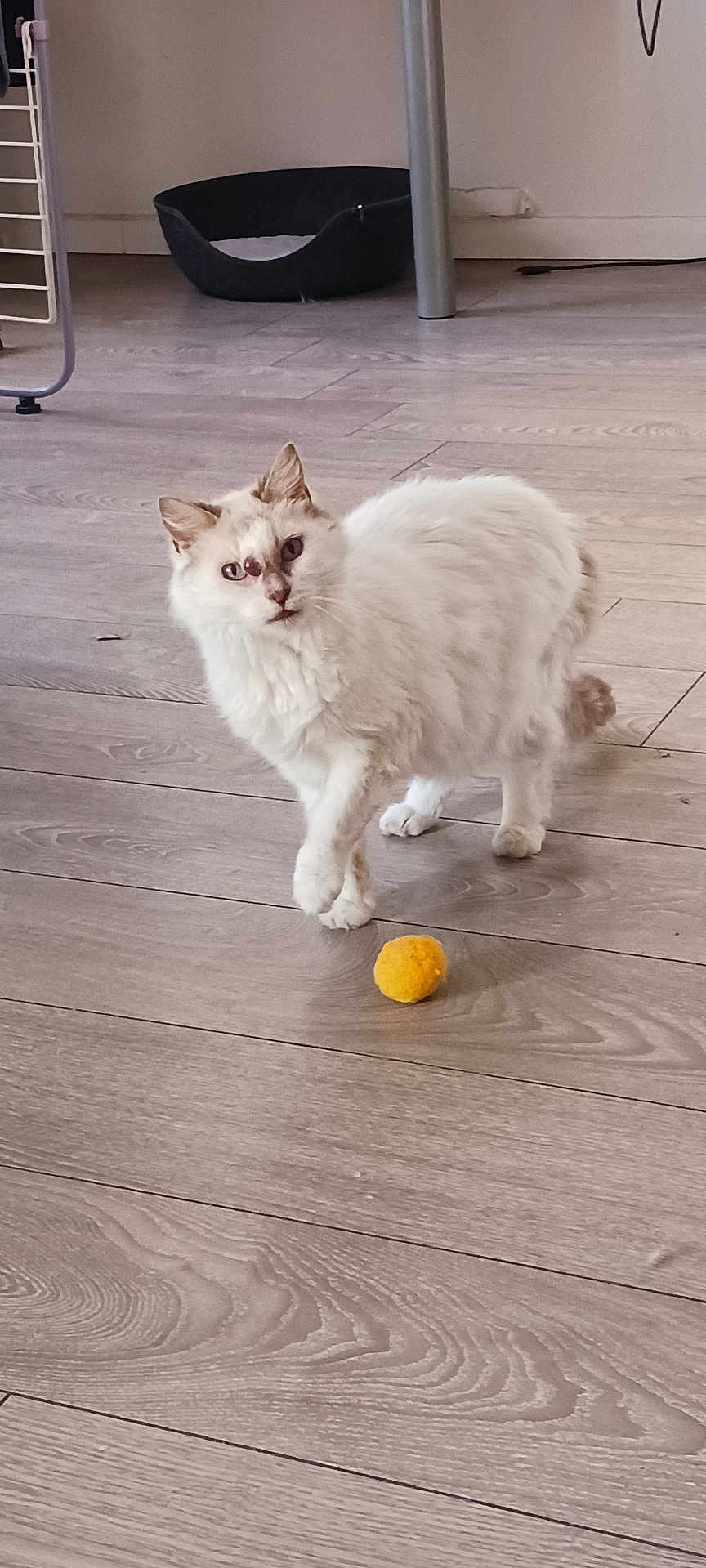 Kitty