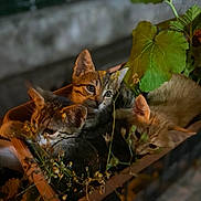 Pamuk a rejoint le concours — aidez-le/la à gagner de superbes lots ! animal, cat, closeup, curious, cute, feline, flower, fur, greenery, kitten, leaves, nature, night, outdoor, pet, plant, planter_box, resting, small, young