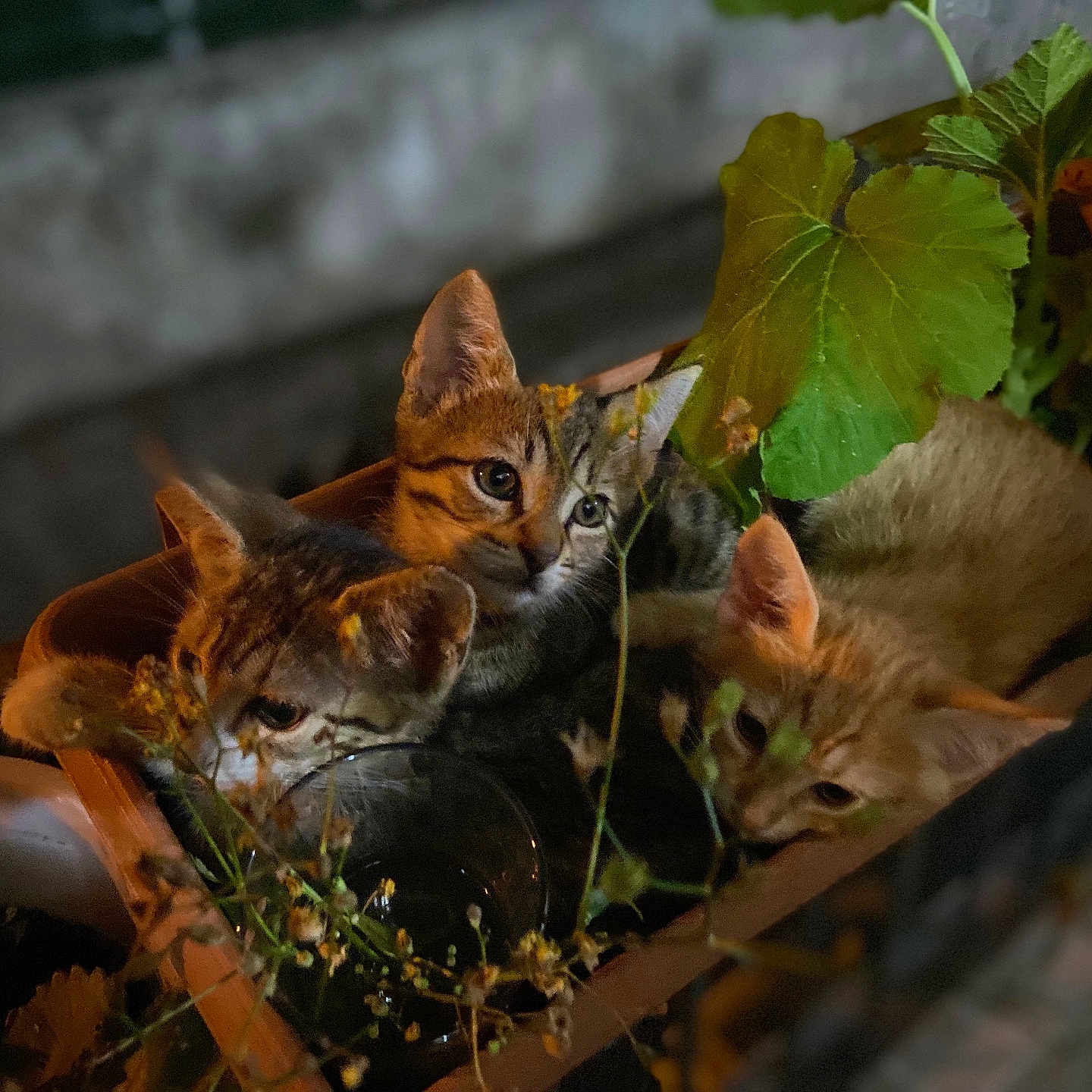 Pamuk