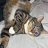 cat, tabby_cat, white_paws, pet, animal, lying_down, upside_down, relaxed, playful, bed, bedsheet, indoors, bedroom, fur, striped_fur, whiskers, ears, tail, flash_photography, sleeping_area