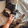 cat, tabby_cat, pet, animal, sleeping, bed, blanket, plush_toy, human_hand, finger, whiskers, fur, striped_fur, indoors, bedroom, cozy, sunlight, relaxed, playful, portrait