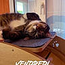 cat, tabby_cat, pet, animal, lying_down, upside_down, relaxed, sleepy, whiskers, orange_nose, fur, striped_fur, face, eyes, ears, indoor, window, cat_tree, wooden_furniture, text_overlay
