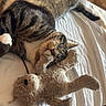 cats, two_cats, tabby, striped_fur, sleeping, napping, cuddling, relaxed, pet, animal, stuffed_animal, plush_toy, bed, bedroom, blanket, indoor, cozy, whiskers, closed_eyes, photography