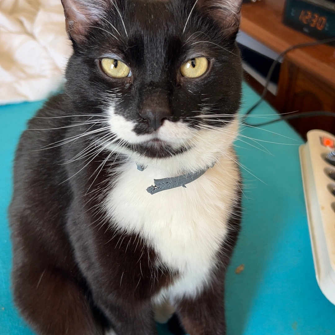 Oreo