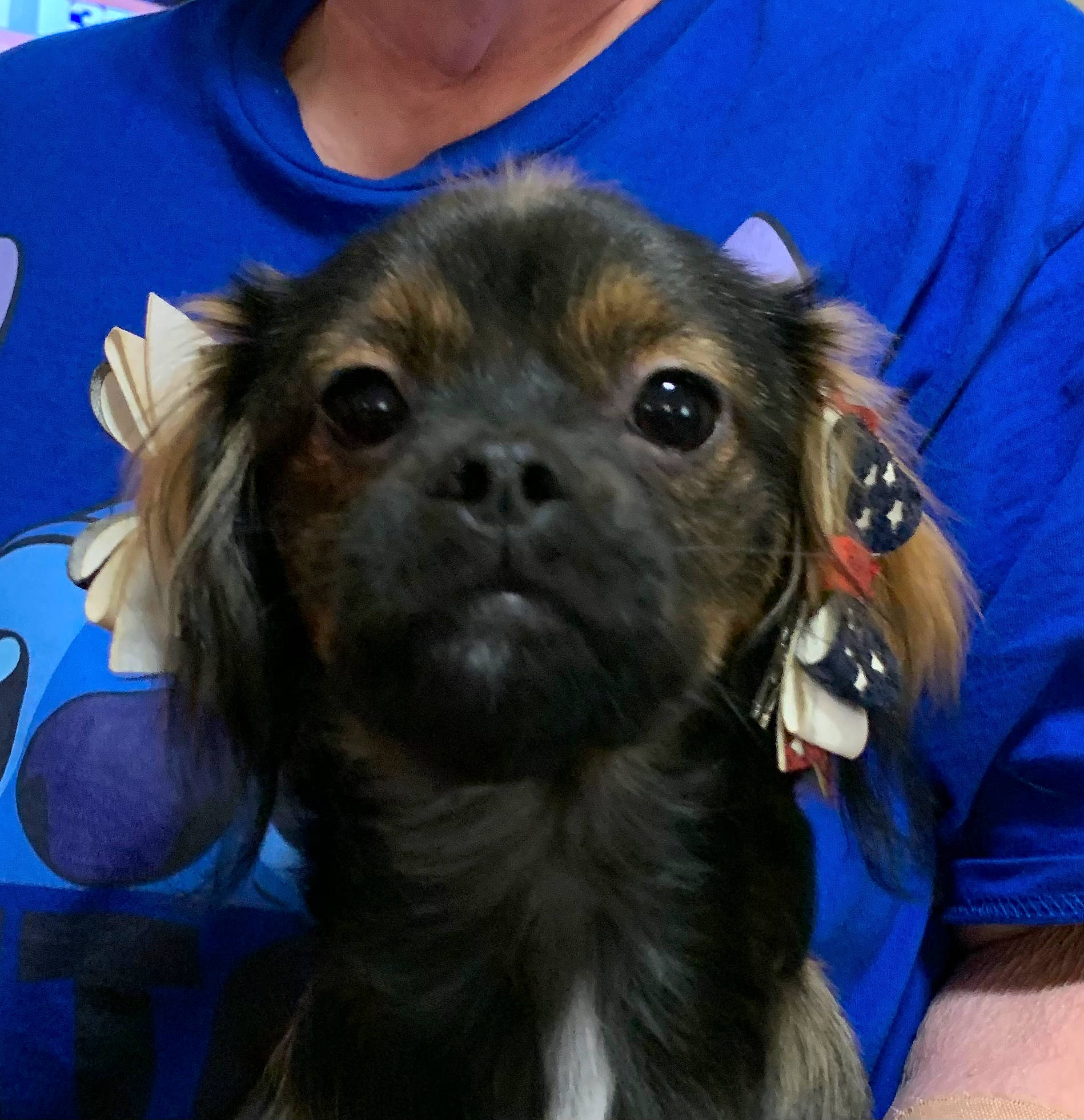 Ellie Mae is registered to the contest to win money with this photo: canidae, carnivore, companion_dog, dog, dog_breed, ear, electric_blue, fawn, fur, liver, pet_supply, puppy, puppy_love, selfie, snout, sporting_group, t_shirt, toy_dog, whiskers, working_animal