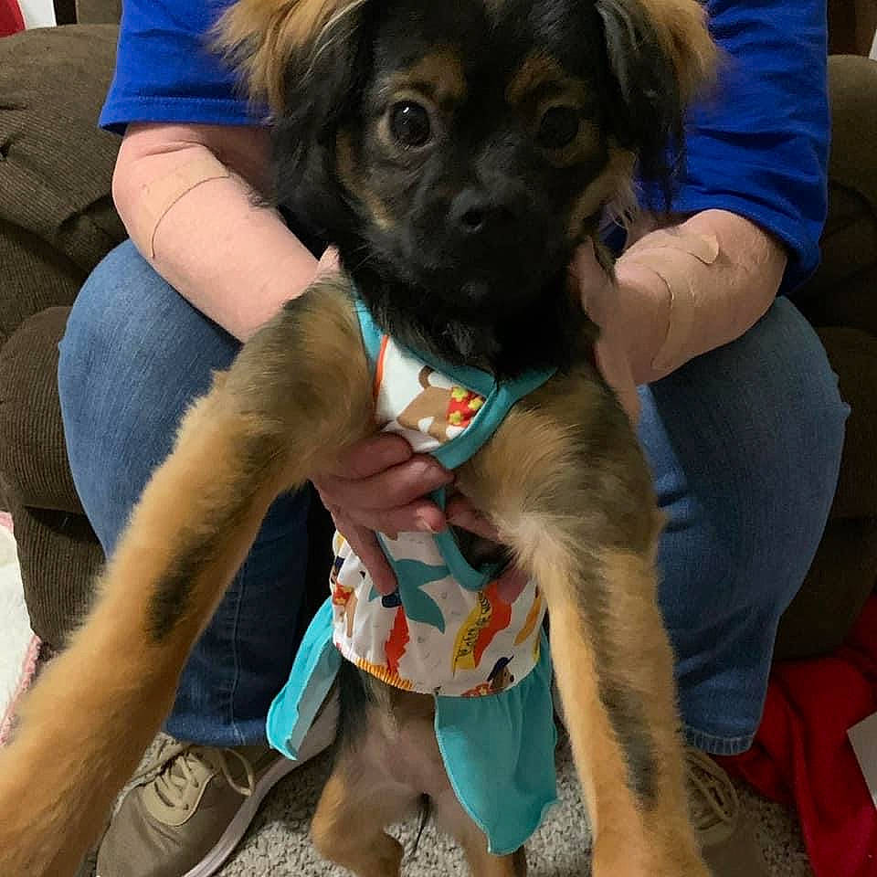 Ellie Mae is registered to the contest to win money with this photo: canidae, carnivore, chair, companion_dog, dog, dog_breed, dog_supply, fawn, fur, human_leg, sporting_group, thigh, toy_dog, working_animal, working_dog