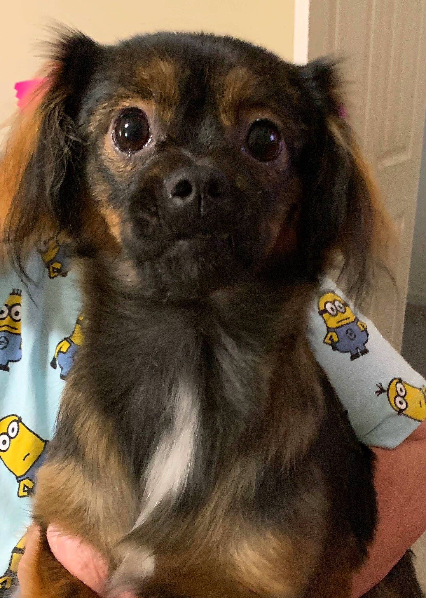 Ellie Mae joined the competition — help win amazing prizes! canidae, carnivore, collar, companion_dog, dog, dog_breed, dog_supply, door, fawn, fur, iris, liver, pet_supply, snout, sporting_group, toy_dog, whiskers, working_animal