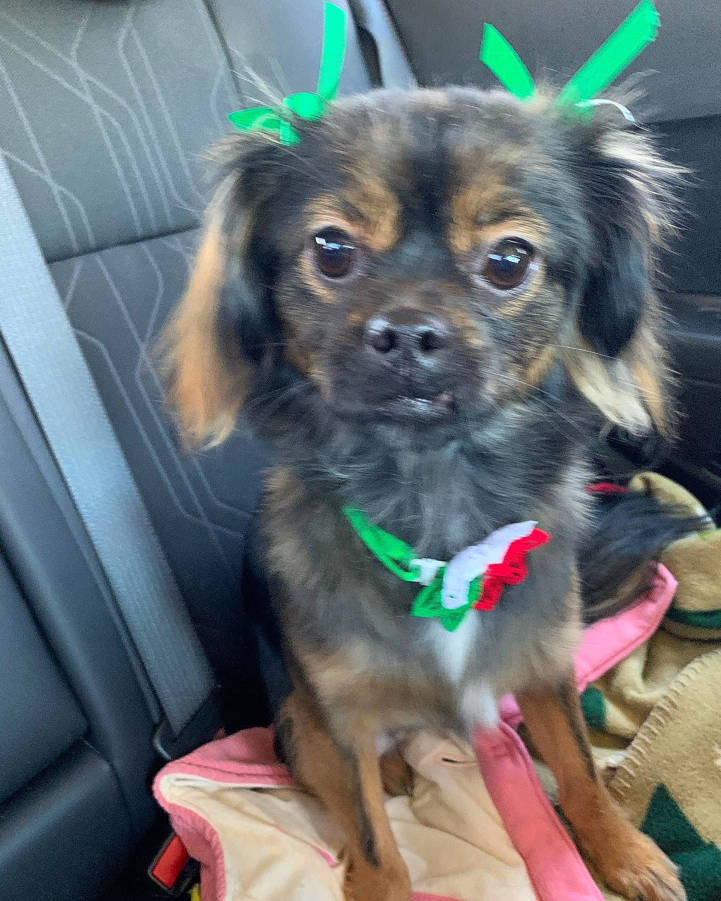 Ellie Mae joined the competition — help win amazing prizes! canidae, carnivore, collar, companion_dog, dog, dog_breed, dog_collar, dog_supply, door, eye, fawn, fur, green, leash, liver, snout, sporting_group, toy_dog, whiskers, working_animal