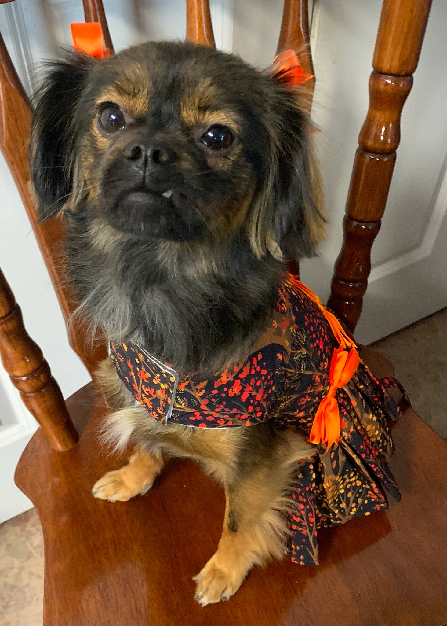 Ellie Mae joined the competition — help win amazing prizes! canidae, carnivore, collar, companion_dog, dog, dog_breed, dog_clothes, dog_collar, dog_supply, fawn, fur, hardwood, liver, pet_supply, snout, sporting_group, toy_dog, vertebrate, wood, working_animal