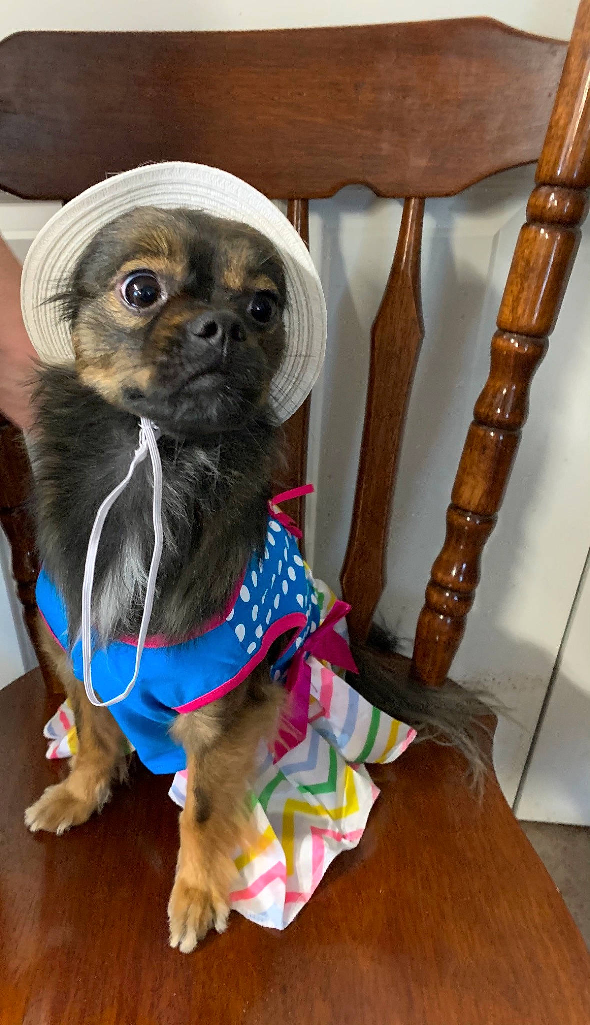Ellie Mae joined the competition — help win amazing prizes! canidae, carnivore, collar, companion_dog, dog, dog_breed, dog_clothes, dog_supply, electric_blue, fashion_accessory, fawn, fur, pet_supply, snout, sporting_group, toy, toy_dog, whiskers, wood, working_animal
