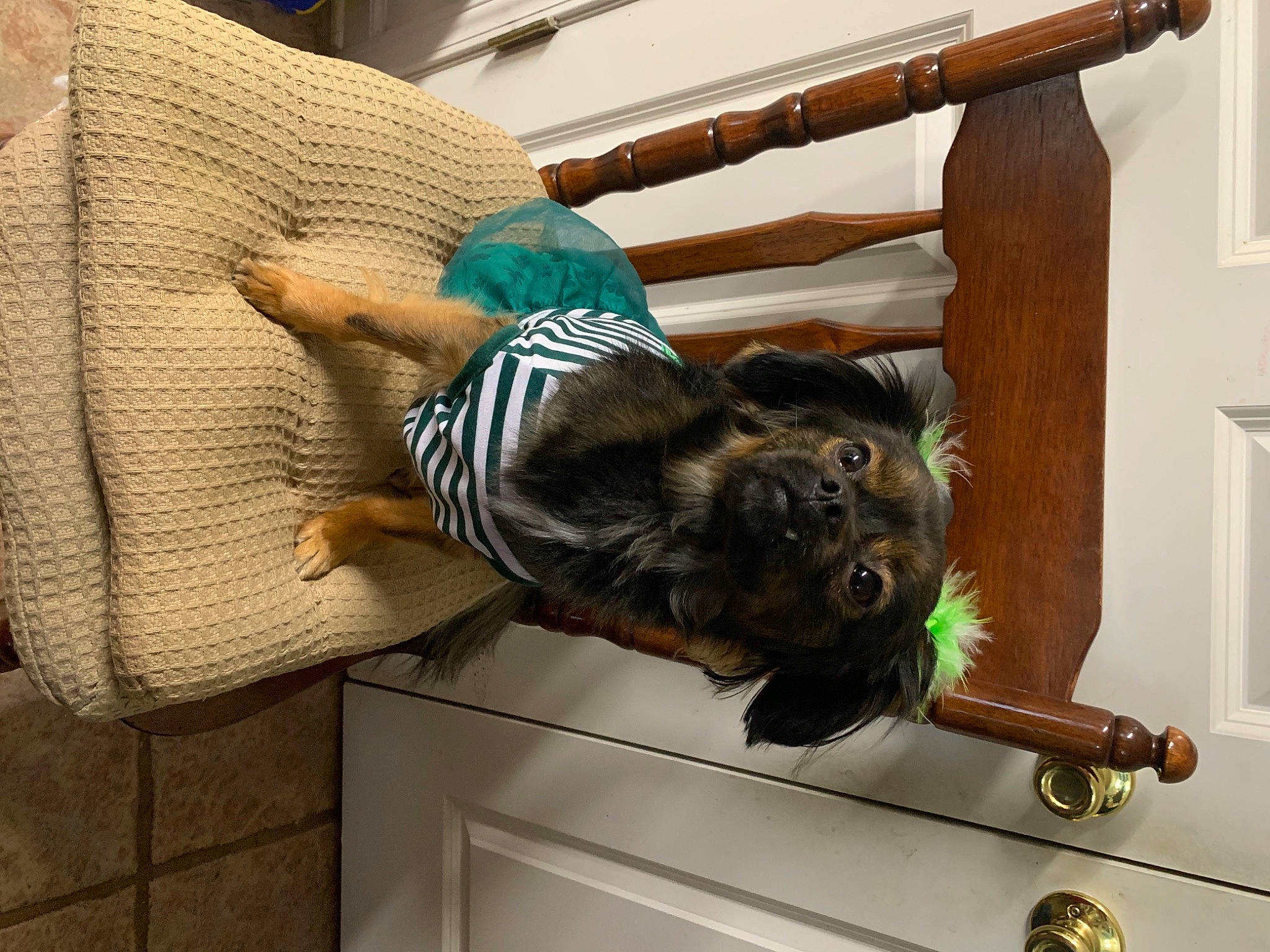 Ellie Mae joined the competition — help win amazing prizes! canidae, carnivore, comfort, companion_dog, dog, dog_breed, fawn, felidae, fur, hardwood, liver, natural_material, room, small_to_medium_sized_cats, sporting_group, tail, wood, wood_stain