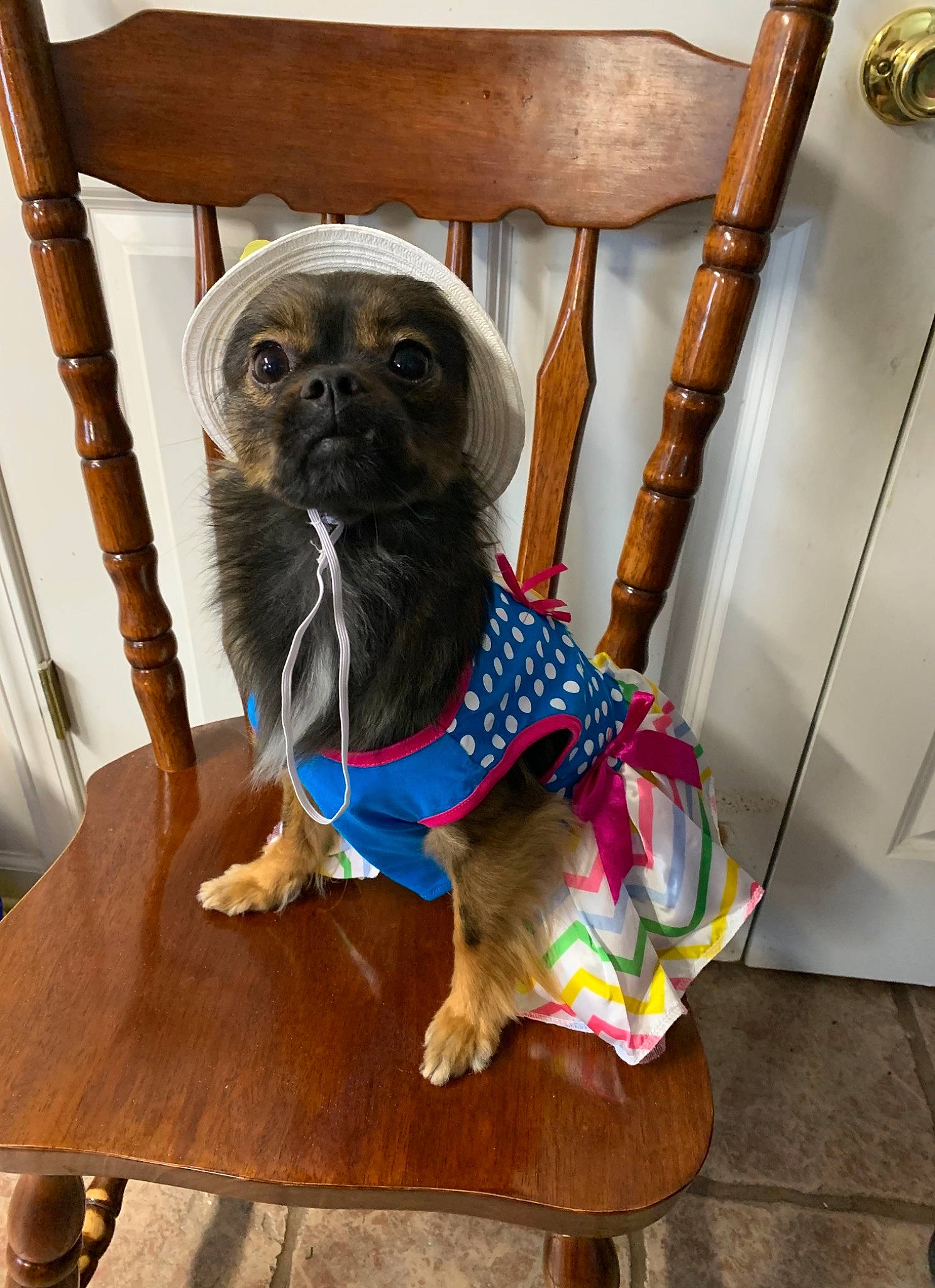Ellie Mae is registered to the contest to win money with this photo: carnivore, chair, collar, companion_dog, dog, dog_breed, dog_clothes, dog_collar, dog_supply, fawn, flooring, hardwood, leash, liver, pet_supply, snout, sporting_group, toy_dog, wood, working_animal
