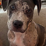 Princess is registered to the contest to win money with this photo: dog, puppy, pet, close_up, portrait, couch, indoor, speckled_fur, blue_eyes, floppy_ears, nose, whiskers, looking_at_camera, attentive, friendly, sitting, domestic_animal, upholstery, living_room, brindle_spots