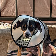Remy is registered to the contest to win money with this photo: dog, cone_collar, pet, animal, sitting, striped_rug, outdoor, sunlight, shadow, railing, black_and_tan, small_dog, ears, face, fur, paw, nose, cute, looking, expression