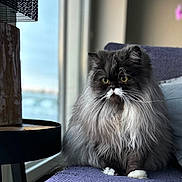 Pulpy participe au concours pour gagner de l'argent avec cette photo : cat, fluffy, long_hair, indoors, purple_couch, window, pillow, pet, animal, yellow_eyes, sitting, furniture, whiskers, domestic_cat, cozy, houseplant, decor, relaxed, portrait, fur