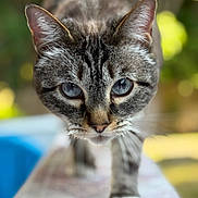 Demon joined the competition — help win amazing prizes! animal, blue_eyes, cat, close_up, curious, domestic, ears, face, feline, focused, fur, mammal, nature, outdoor, pet, portrait, soft_background, tabby, walking, whiskers