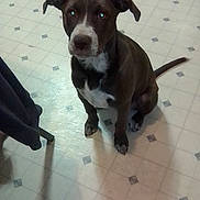 Coco is registered to the contest to win money with this photo: dog, brown, white, sitting, kitchen, floor, tile, indoor, pet, animal, canine, looking_up, shadow, fur, ears, tail, paws, curious, domestic, companion