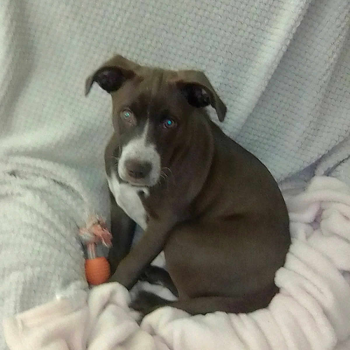 Coco joined the competition — help win amazing prizes! puppy, dog, brown, white, blanket, soft, toy, indoor, pet, cute, fur, animal, cozy, resting, looking, ears, snout, young, companion, comfort