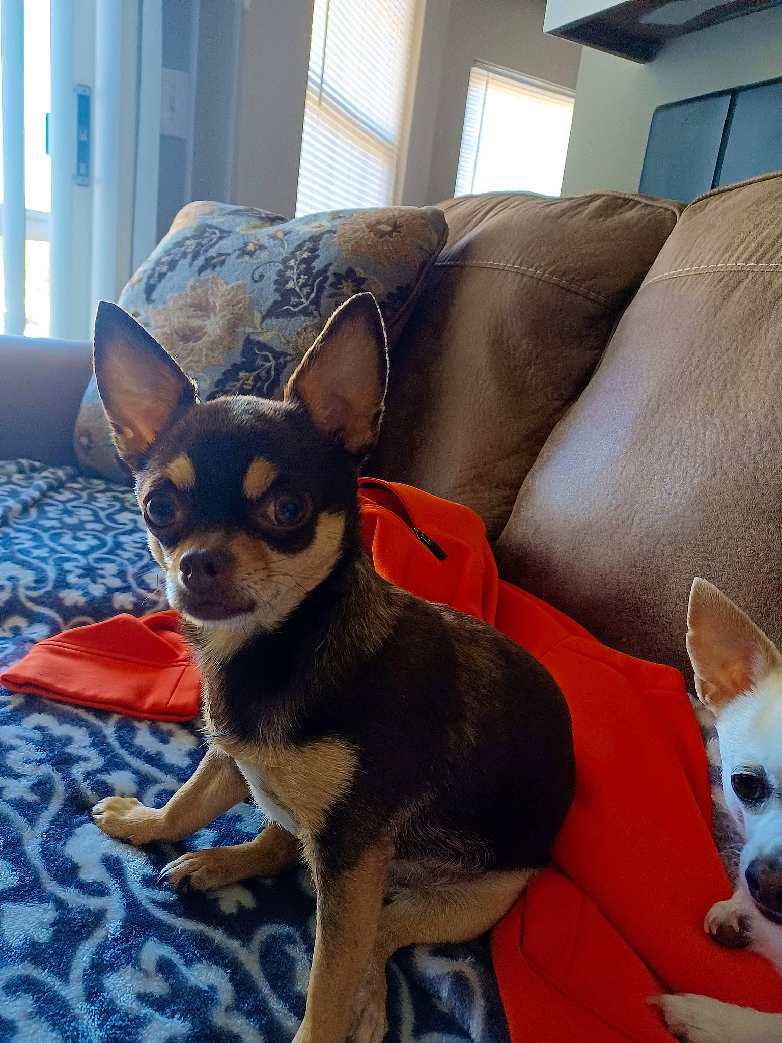Pixie