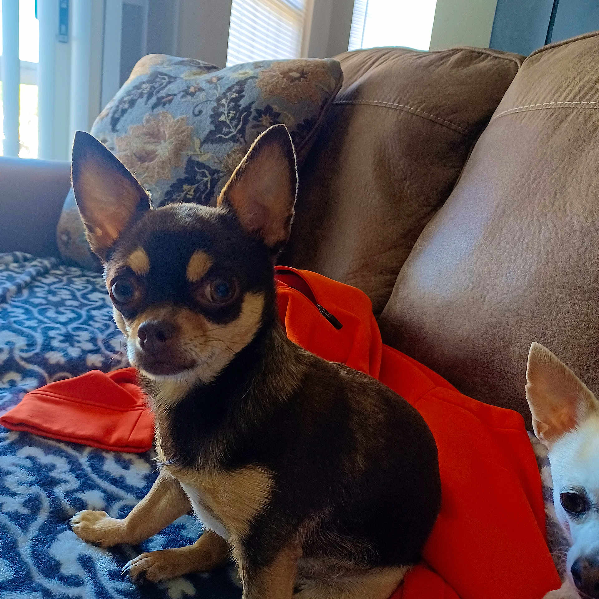 Pixie
