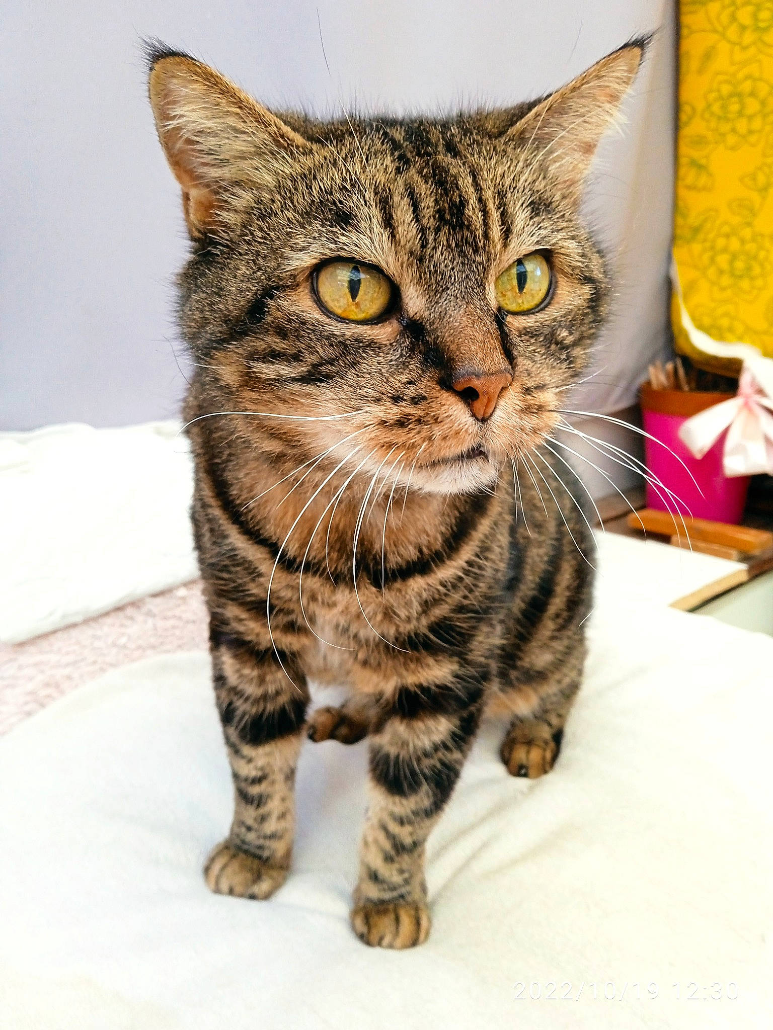 Cléo a rejoint le concours — aidez-le/la à gagner de superbes lots ! carnivore, cat, claw, domestic_short_haired_cat, felidae, fur, paw, small_to_medium_sized_cats, snout, terrestrial_animal, whiskers, wildlife, window