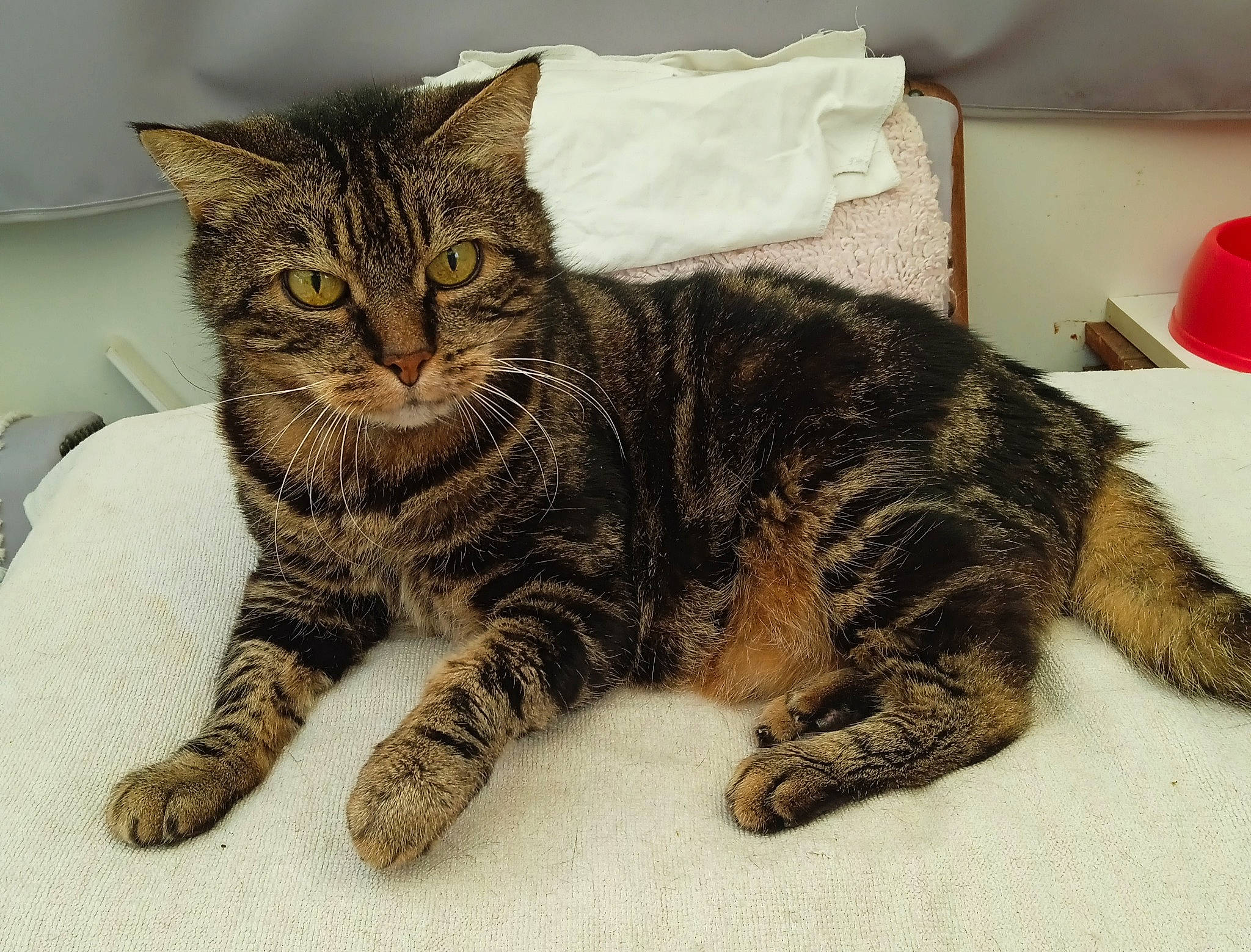 Cléo participe au concours pour gagner de l'argent avec cette photo : carmine, carnivore, cat, claw, domestic_short_haired_cat, felidae, fur, paw, small_to_medium_sized_cats, snout, tail, terrestrial_animal, whiskers