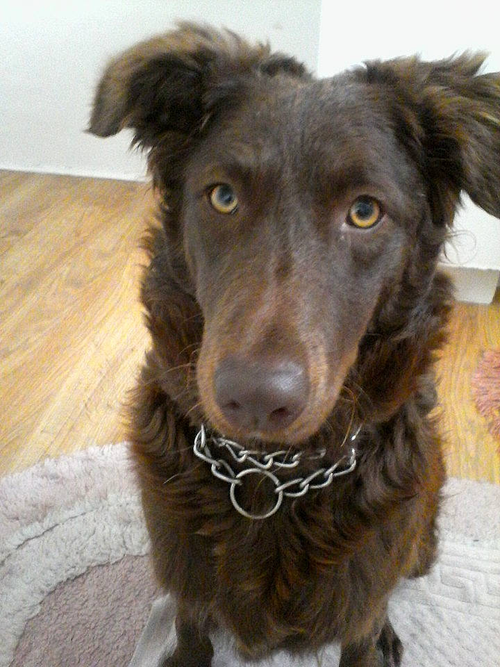 Lyska a rejoint le concours — aidez-le/la à gagner de superbes lots ! borador, canidae, carnivore, collar, companion_dog, dog, dog_breed, dog_collar, eye, fur, head, hunting_dog, labrador_retriever, liver, snout, sporting_group, terrestrial_animal, whiskers, working_animal, working_dog