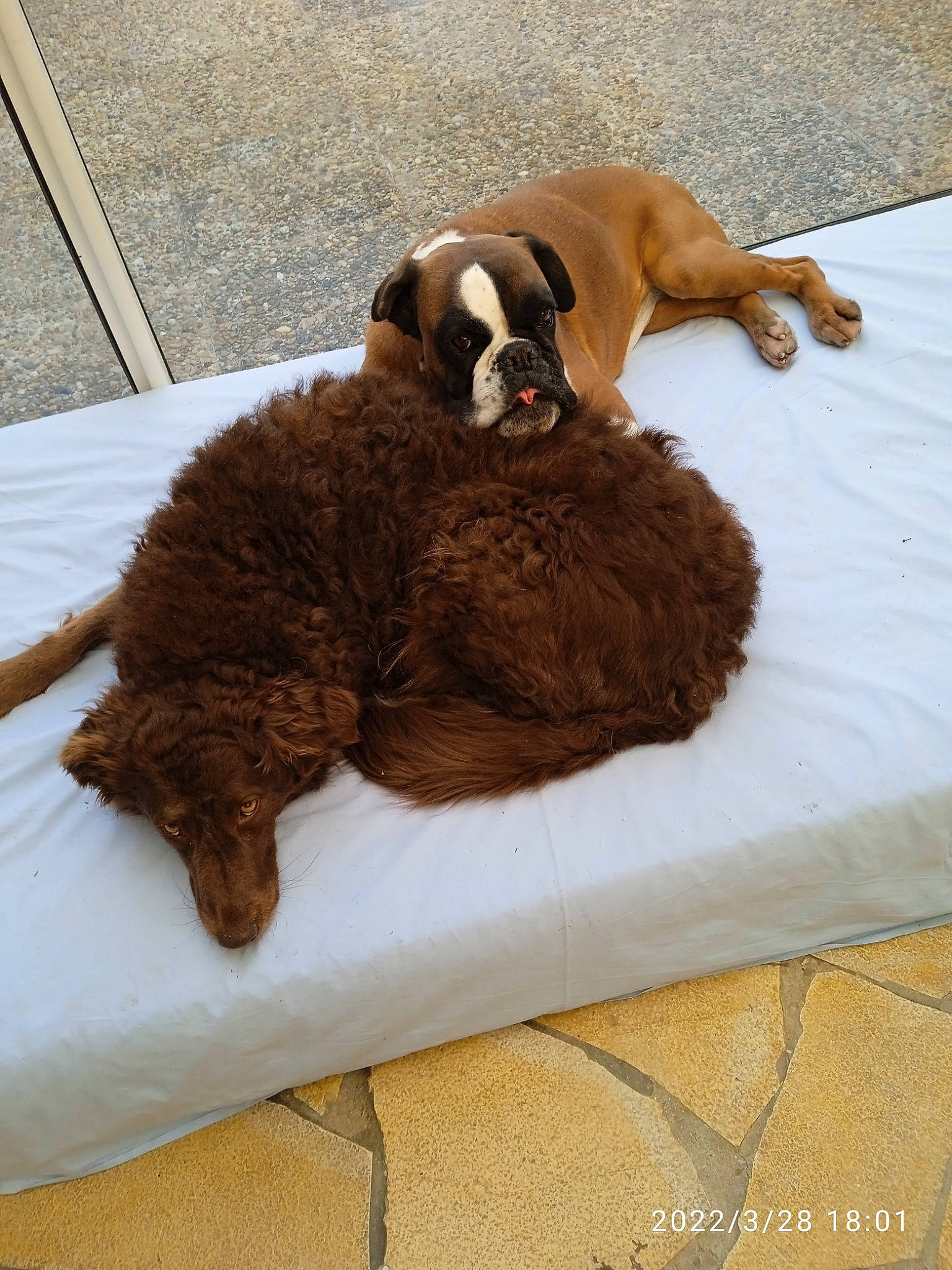 Lyska a rejoint le concours — aidez-le/la à gagner de superbes lots ! carnivore, comfort, companion_dog, dog, dog_breed, dog_supply, fawn, fur, linens, liver, natural_material, pet_supply, rug, sporting_group, tail, terrestrial_animal, textile, toy, wood, working_animal