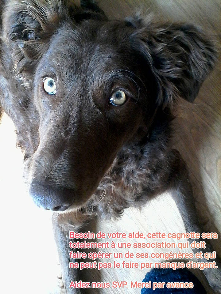 Lyska a rejoint le concours — aidez-le/la à gagner de superbes lots ! borador, canidae, carnivore, companion_dog, dog, dog_breed, dog_collar, fur, liver, pet_supply, photo_caption, plant, snout, terrestrial_animal, whiskers, working_animal