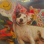 Remi joined the competition — help win amazing prizes! dog, smiling, lying_down, blanket, colorful, patterned, indoor, relaxed, pet, canine, white_dog, spotted, collar, cozy, comfort, animal, fur, happy, resting, portrait