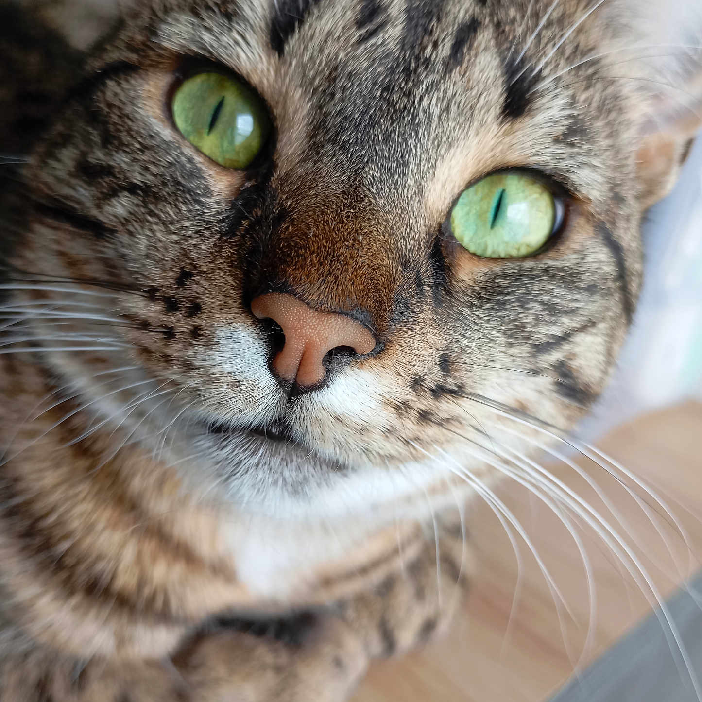 Fidèle a rejoint le concours — aidez-le/la à gagner de superbes lots ! animal, cat, close_up, curious, cute, domestic_cat, face, feline, focus, fur, green_eyes, indoor, mammal, nose, paw, pet, portrait, soft_light, tabby, whiskers