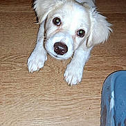 Ruby joined the competition — help win amazing prizes! puppy, dog, white_dog, pet, animal, floor, wood_floor, paw, looking_up, curious, indoor, close_up, young_dog, domestic_animal, canine, snout, ears, whiskers, footwear, blue_slipper