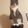animal, calm, cat, cute, domestic_cat, ears, feline, fur, gray_cat, indoor, looking_at_camera, paws, pet, posing, shadow, sitting, wall, whiskers, white_fur, wooden_post