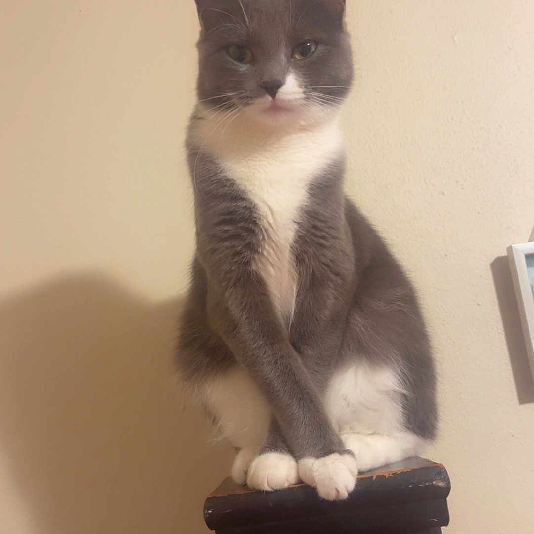 Bella