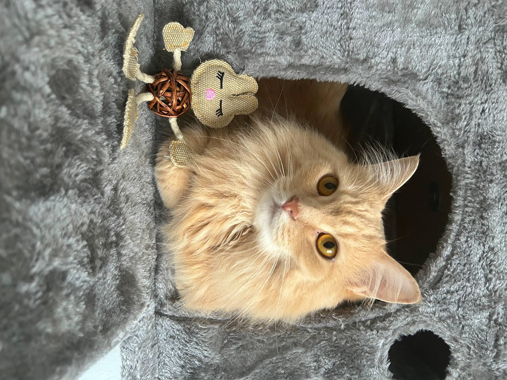 Leia is registered to the contest to win money with this photo: body_jewelry, carnivore, cat, circle, claw, domestic_short_haired_cat, fashion_accessory, fawn, felidae, fur, jewellery, metal, ornament, plant, small_to_medium_sized_cats, snout, tail, terrestrial_animal, whiskers, wood