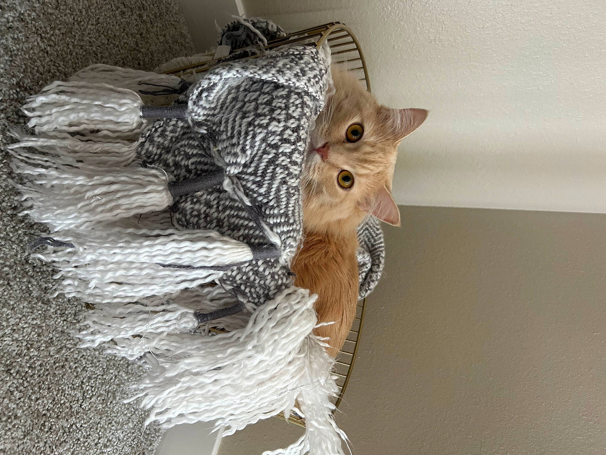 Leia joined the competition — help win amazing prizes! art, carnivore, cat, claw, domestic_short_haired_cat, fawn, feather, felidae, fur, owl, plant, small_to_medium_sized_cats, snout, tail, tree, trunk, twig, whiskers, window, wood