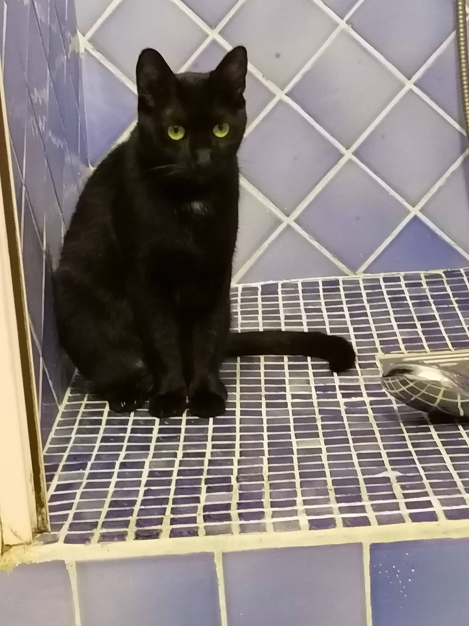 Nikki participe au concours pour gagner de l'argent avec cette photo : animal_feed, animal_shelter, black_cat, bombay, cage, carnivore, cat, domestic_short_haired_cat, felidae, fur, gas, grey, line, mesh, pet_supply, small_to_medium_sized_cats, snout, tail, terrestrial_animal, whiskers