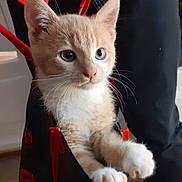 Valerie Chotard a rejoint le concours — aidez-le/la à gagner de superbes lots ! kitten, cat, pet, animal, cute, fur, whiskers, paws, bag, indoor, curious, closeup, young, small, fluffy, light_brown, white, eyes, adorable, domestic